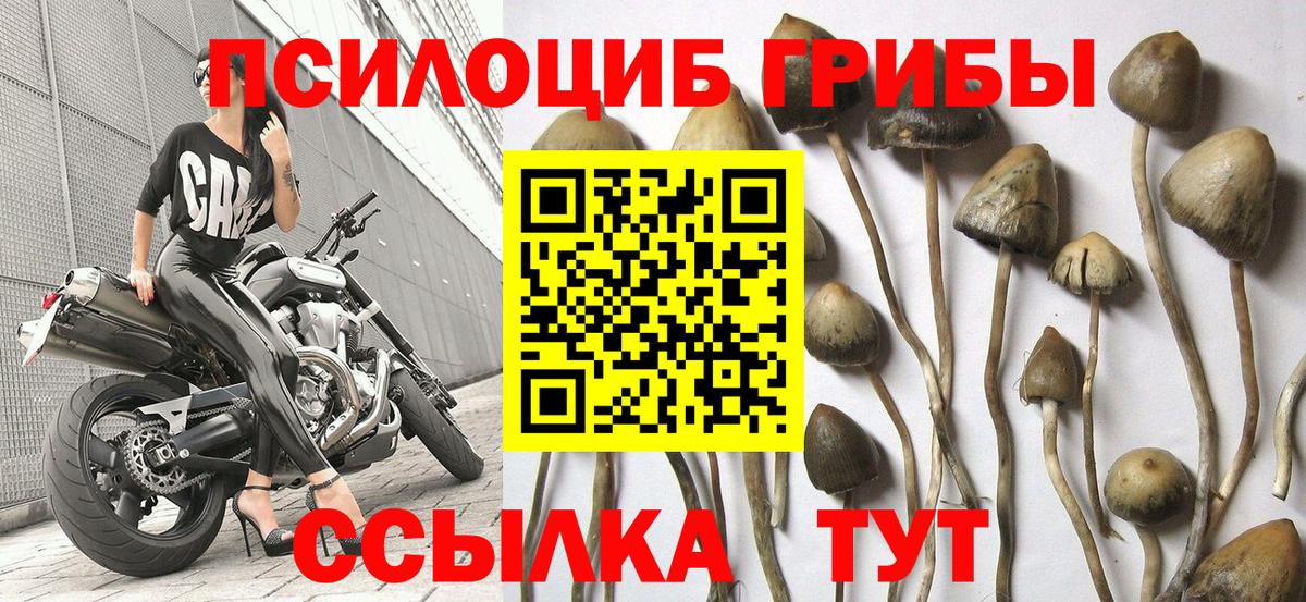 Псилоцибиновые грибы Cubensis  Вход с VPN  Зеленокумск 